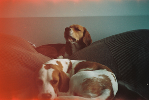 Immobilier Bègles